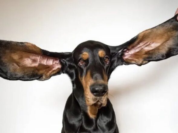 koera kõrvade puhastamine